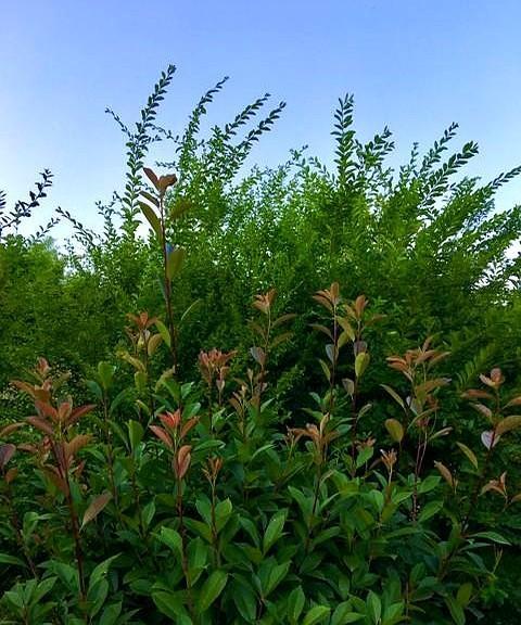 《琅琊榜》里人物关系错综复杂，今天就来解析一下。
不过要说最让我震惊的，还得是言