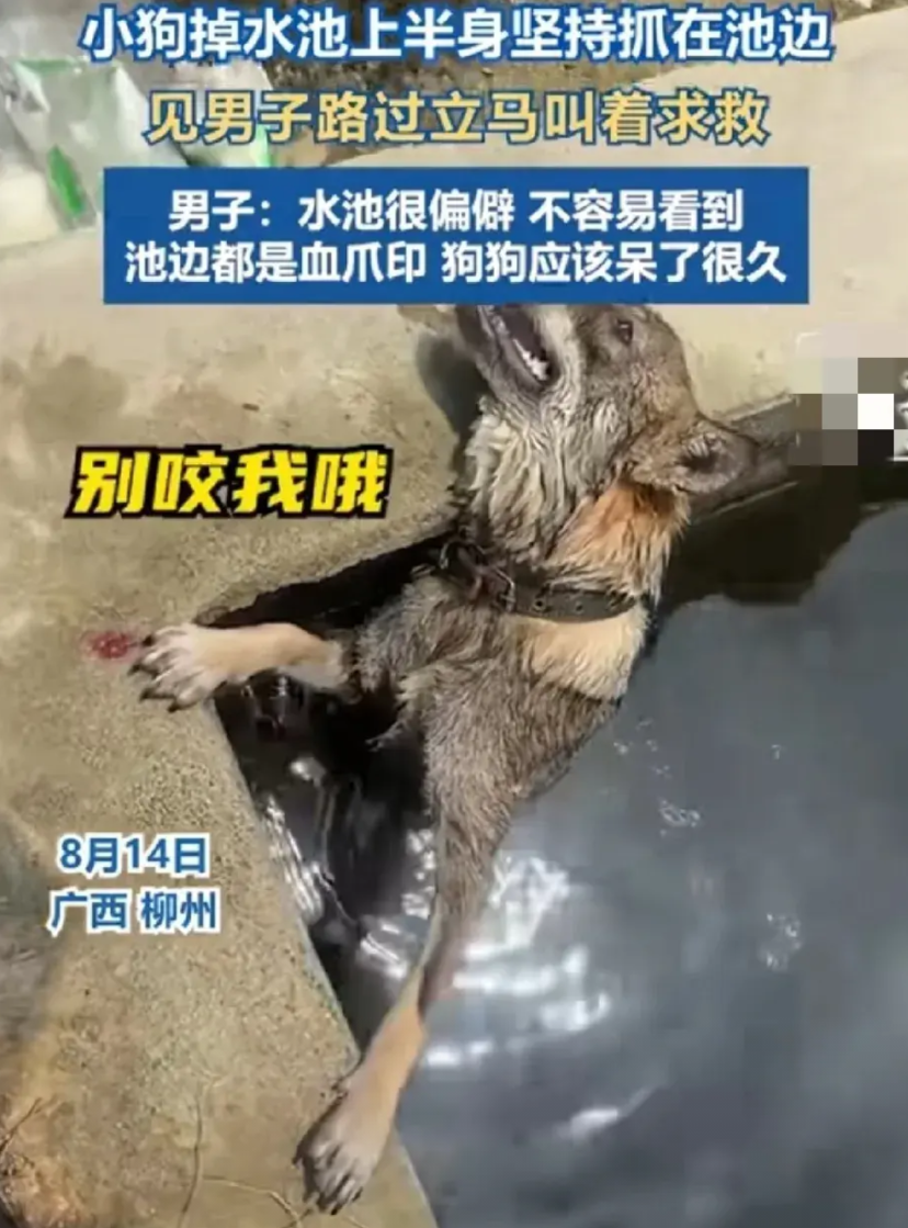 8月14日，广西柳州。
男子骑电动车行驶在偏僻的路上，忽然听到了“呜呜呜”的狗狗