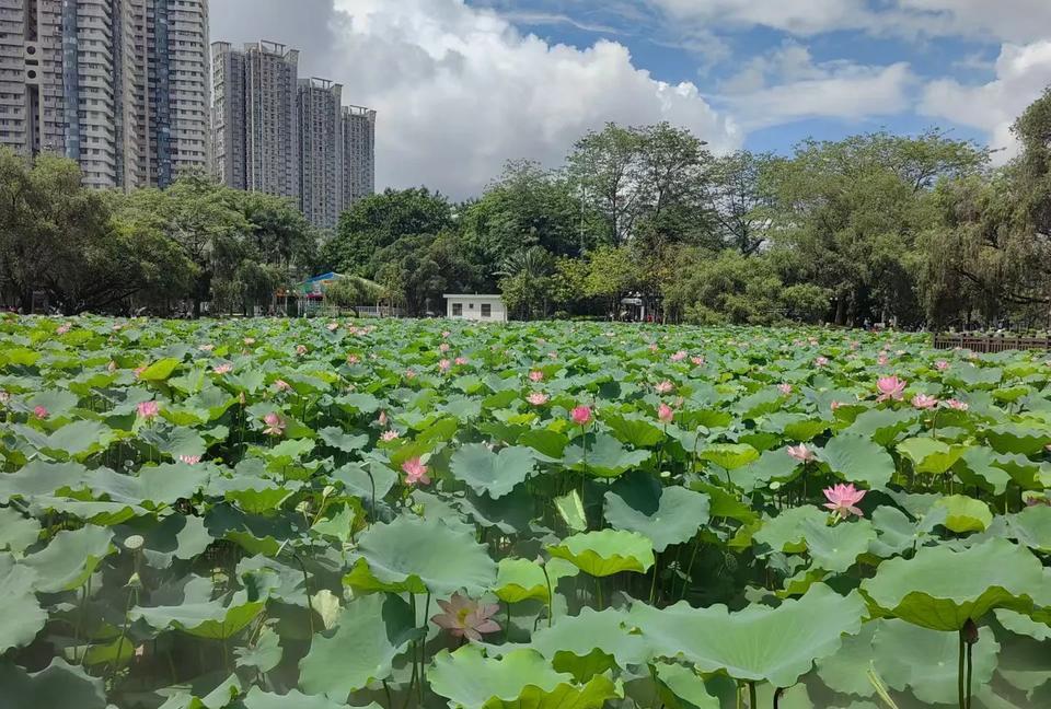 满分作文——《这事，只能自己做》
     成长的路上，总有些温暖的手想替我们遮