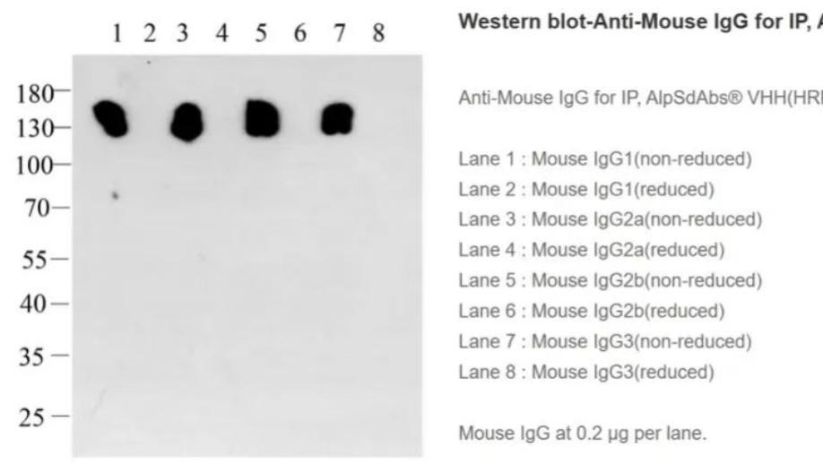 免疫沉淀（IP）的 “条带干扰” 难题？构象特异性纳米二抗来解决