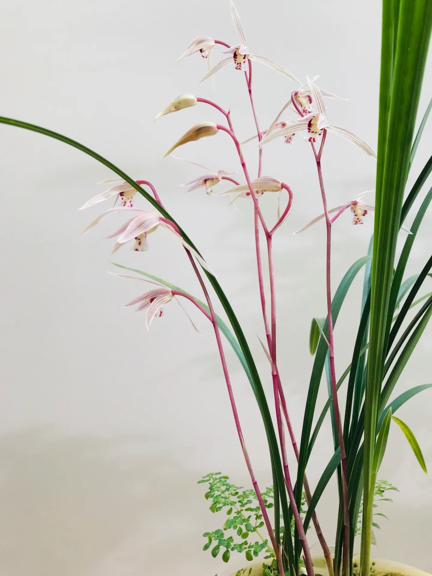 有没有台友喜欢细叶寒兰？