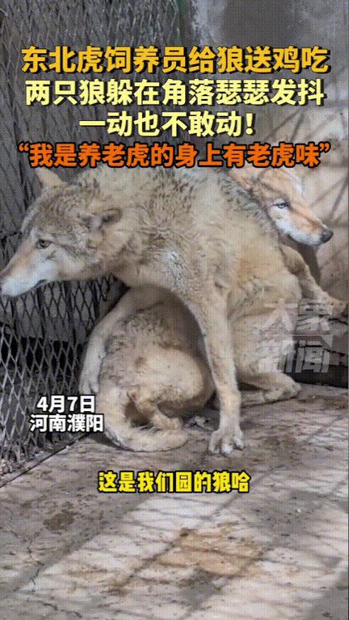 “笑不活了！”河南濮阳，饲养员给动物园里的狼送鸡吃，结果这两只狼不仅不高兴，甚至