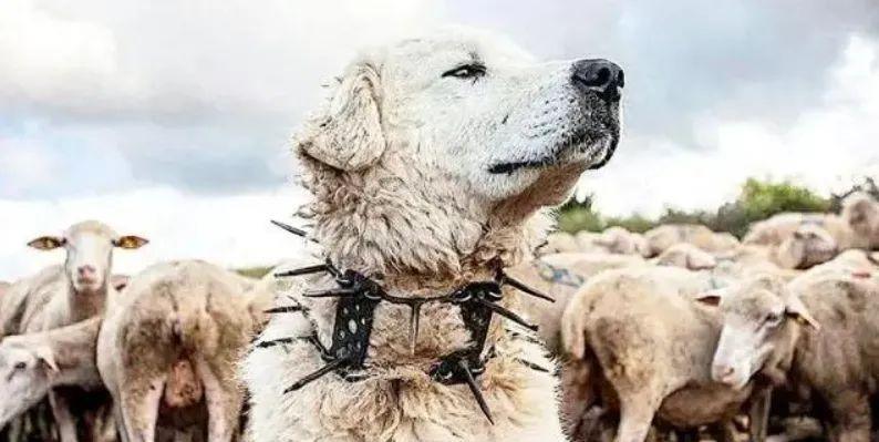 为什么狼群不敢攻击有牧羊犬的羊群？一位牧民表示，如果在野外，牧羊犬遭到狼的攻击，