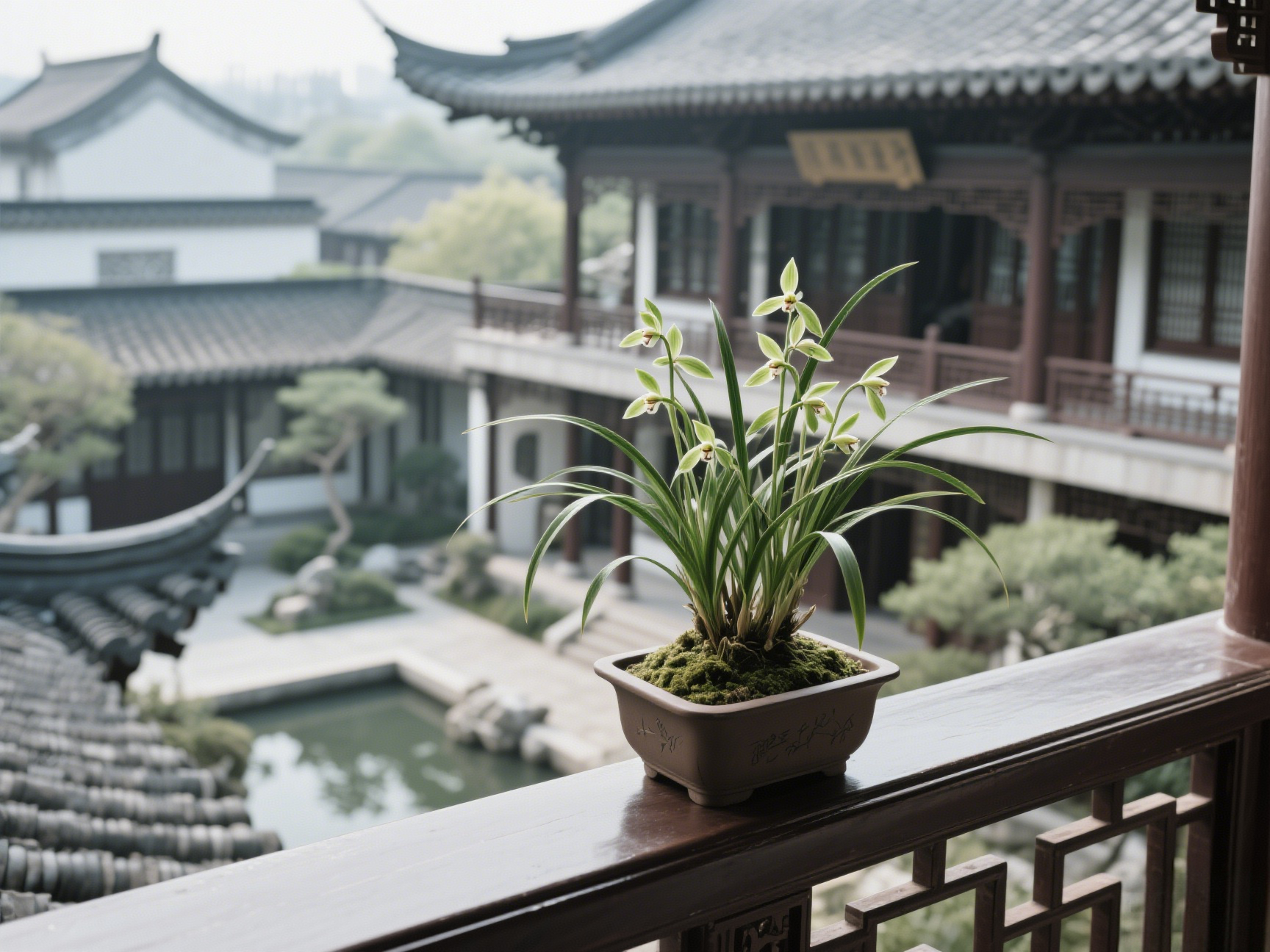 寒兰盆景，主打一个“冷美人” 气质！