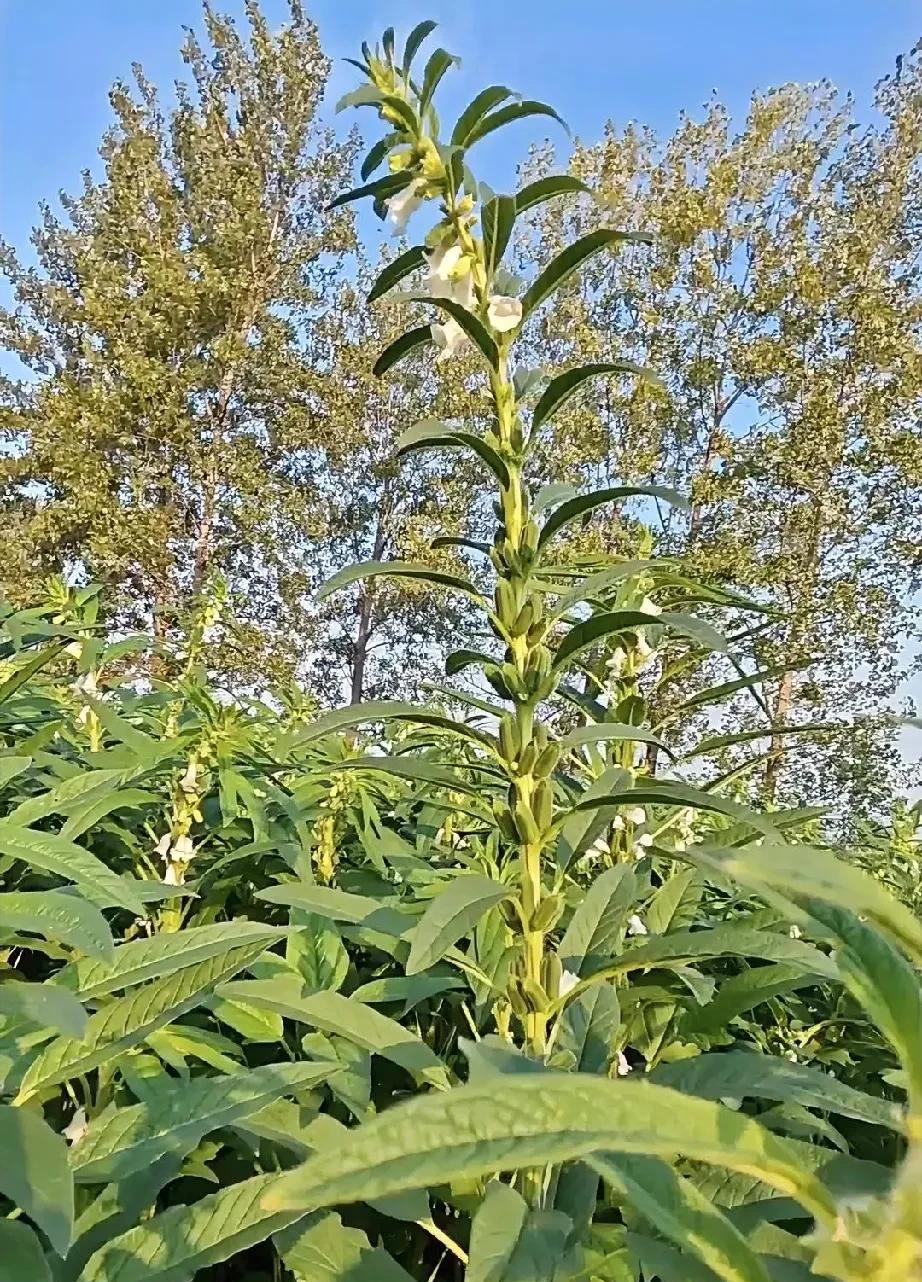 这次回老家，我在村里见到了她，她是我们村最后一个被拐还没有“跑”的姑娘（小霞）。
