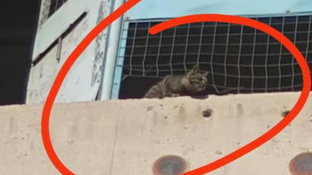 烂尾楼里的猫，和一场特意的奔赴