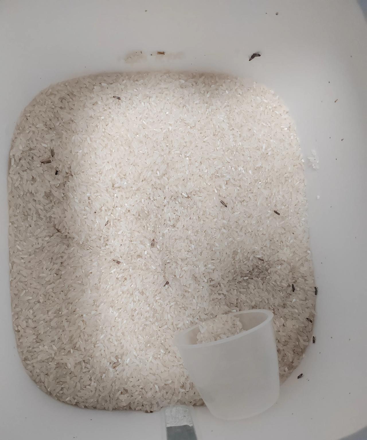 到底吃还是不吃？
一个月前，我买了一袋大米，到货后直接密封保存，我吃都吃，就因为