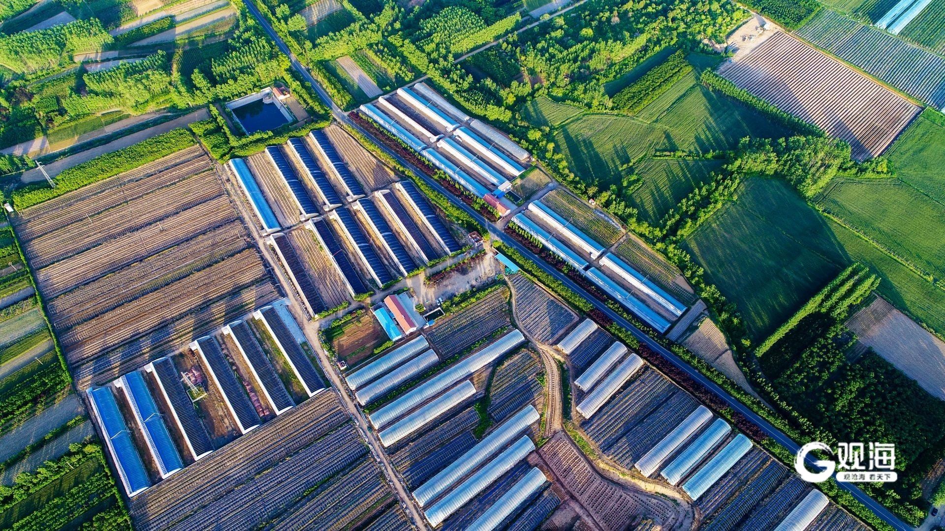 青岛90后“新农人”通过无土栽培等新技术培育出高品质大棚蓝莓