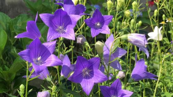 草花界的“钢铁侠”，40℃热不死，零下30℃冻不死，一年开花200天