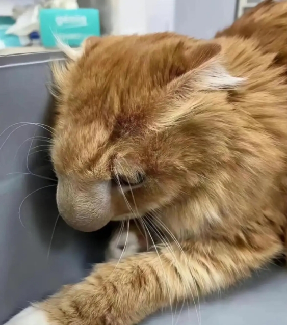 猫猫勇斗蜜蜂，结果鼻子肿成“气球”！我差点吓哭……