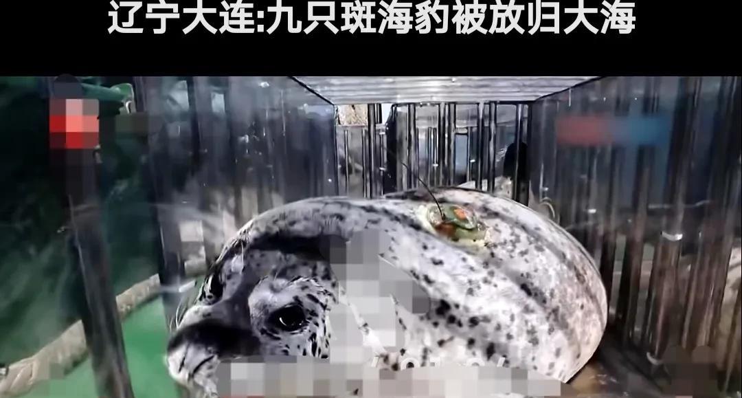 辽宁大连，九只斑海豹被工作人员送到大连海域，顺着滑梯将它们一一送回大海。
其中四