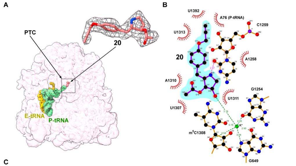 JMC | 化学改装茴香霉素，双靶点抗锥虫化合物破解耐药难题