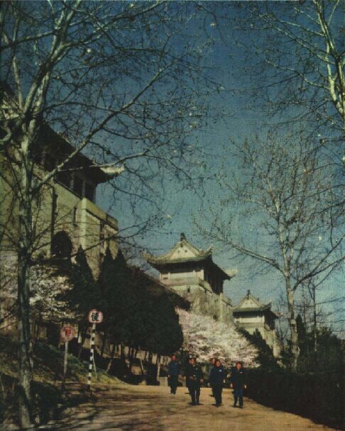 1954年的武汉大学，樱花盛开时节。