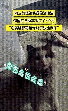 特别的缘分！
湖南，一女孩发现曾偶遇的流浪猫，悄悄住在自家车库3个多月，听到女孩