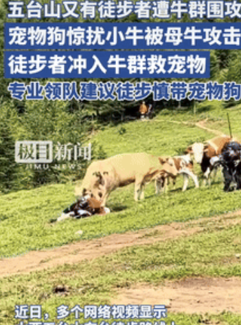 还是不长记性！山西，一游客带宠物狗去五台山玩，不料，因没牵绳的小狗吓到了小牛，遭