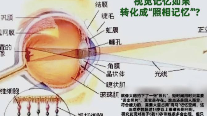 关于照相记忆和人脑的海马潜力