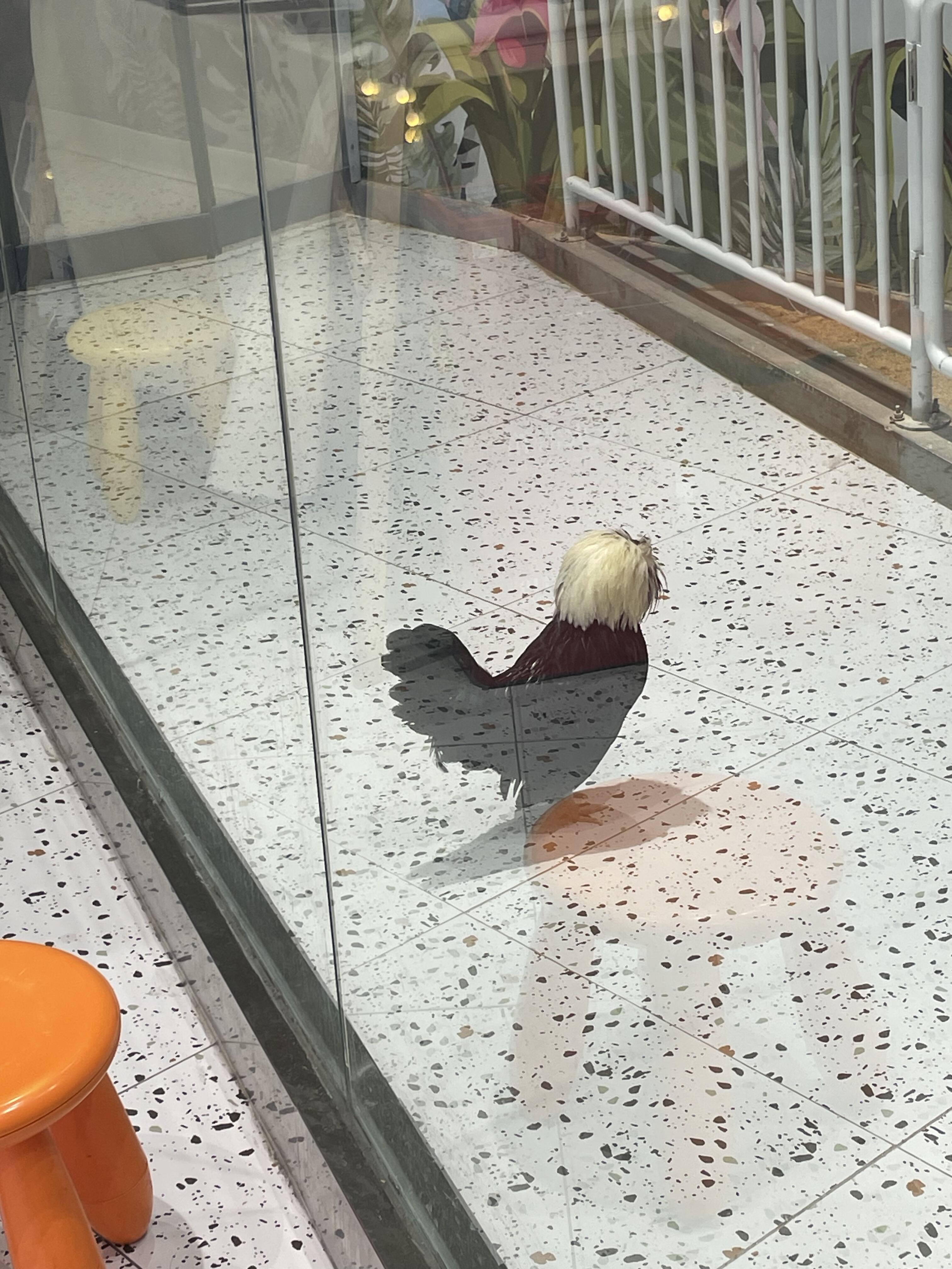 哈哈哈它怎么跟戴了假发一样哈哈哈哈哈哈哈哈哈哈