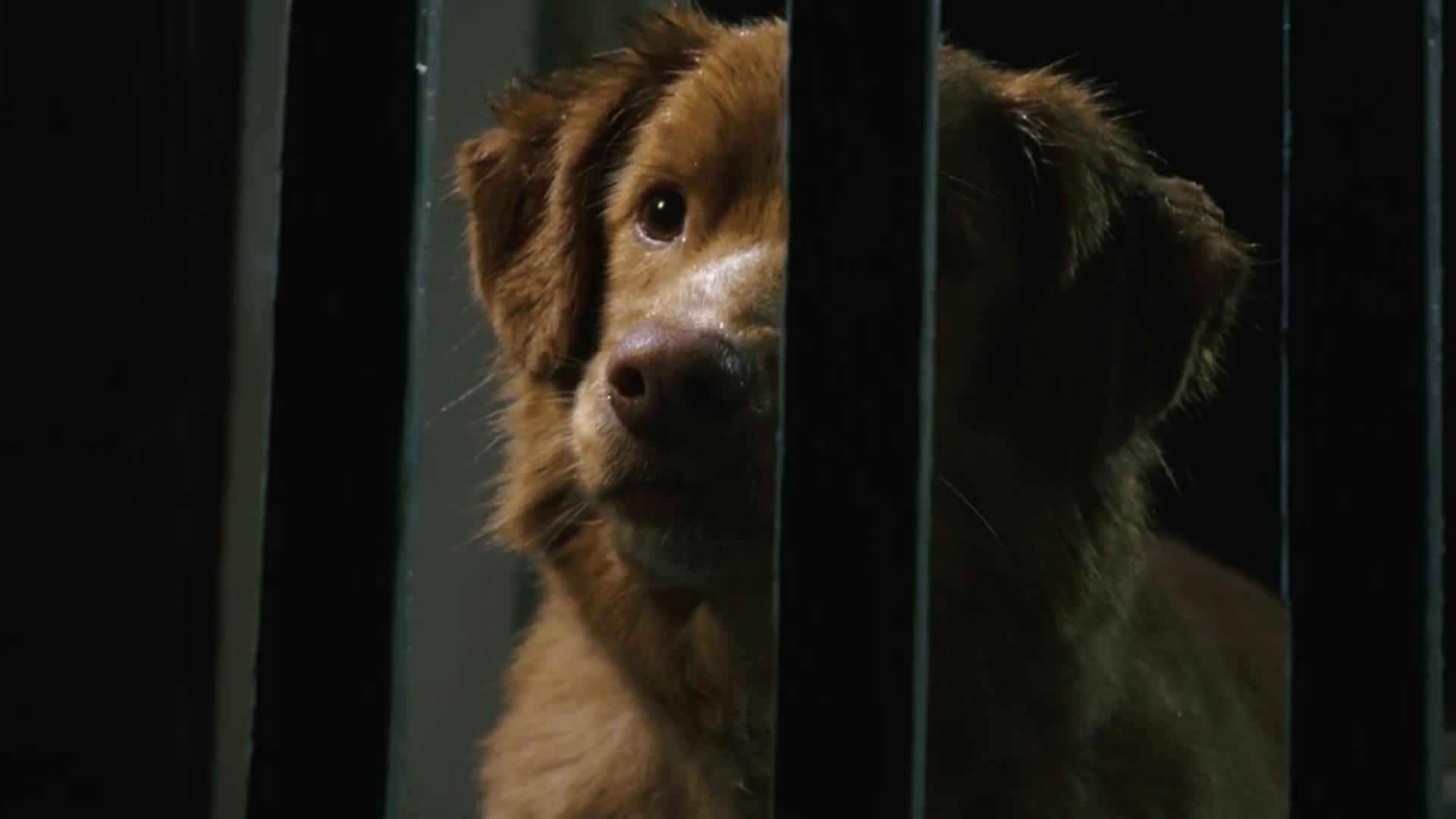 是的，他们把演技奖给了一条狗