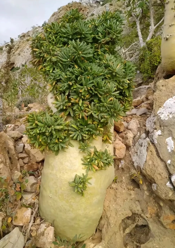 四川南充，有一名女子跟妈妈去爬山，在山顶的陡峭的悬崖边上，发现了一棵奇怪的植物，