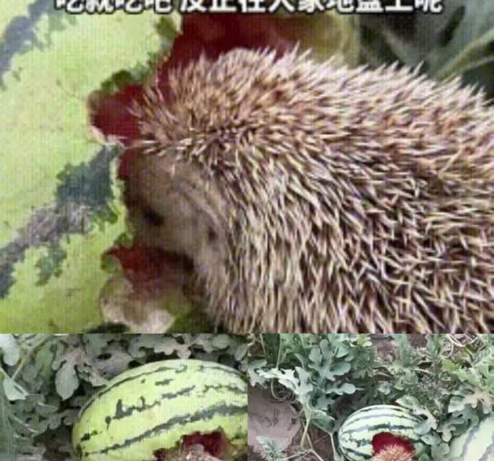 什么是格局？活该发财！

女子在自家瓜田发现一只刺猬在吃西瓜，竟然没有撵走它