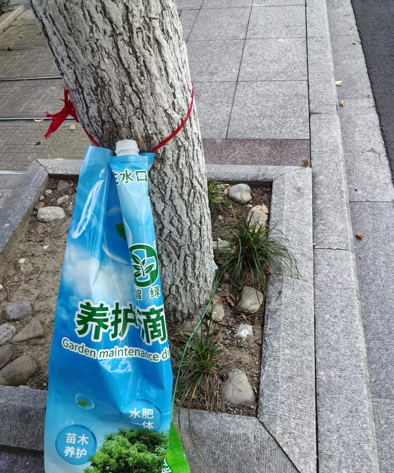 一出门，就发现马路边的树脚边都绑着个天蓝色的袋子，这是咋回事呢？
凑近一看，原来