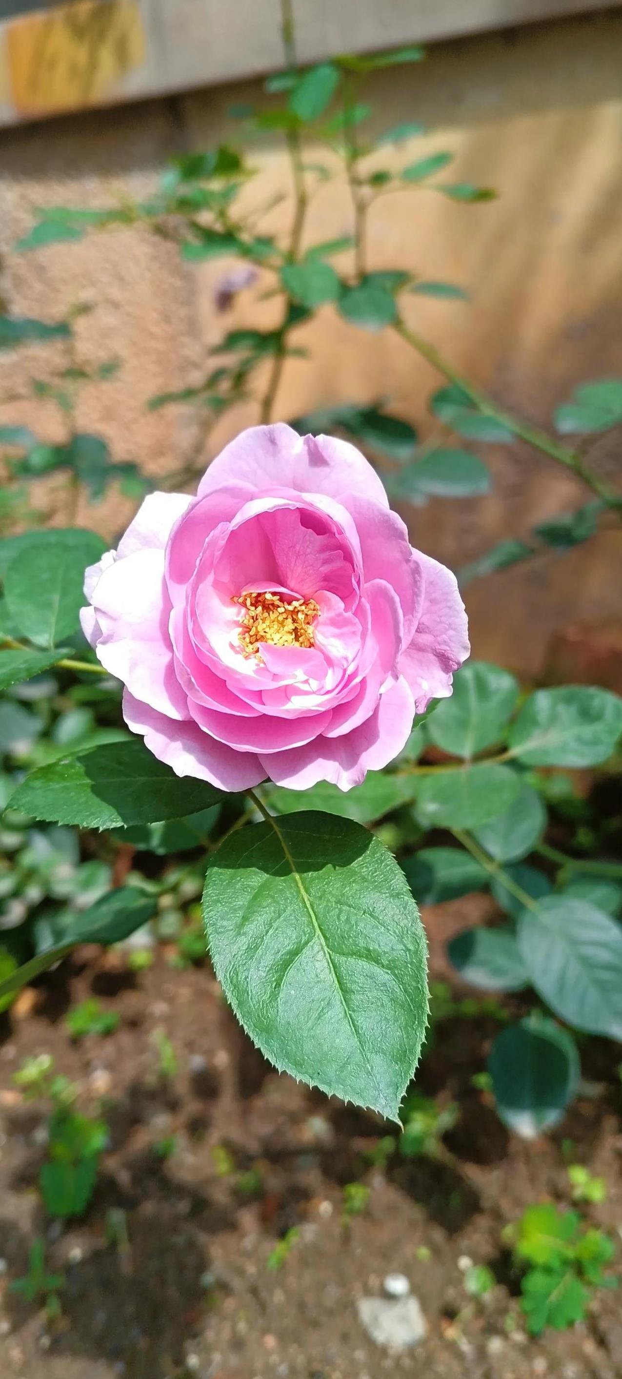 #分享你随手拍的花#路边人家的门前，栅栏外各有几株玫瑰，就那么随意地栽在那，仿佛