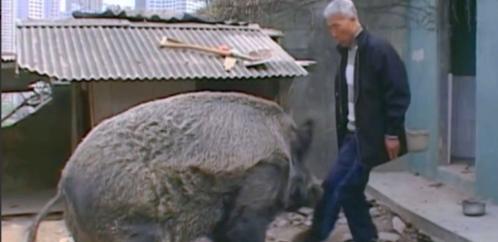 2020年，黑龙江男子无意间救下一头野猪幼崽，并照顾它吃喝。过了半年多，野猪终于