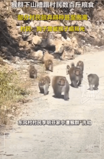 苦不堪言！四川，一农户哭诉自家庄稼地被很多猴子被嚯嚯了，因为是保护动物，他们只能