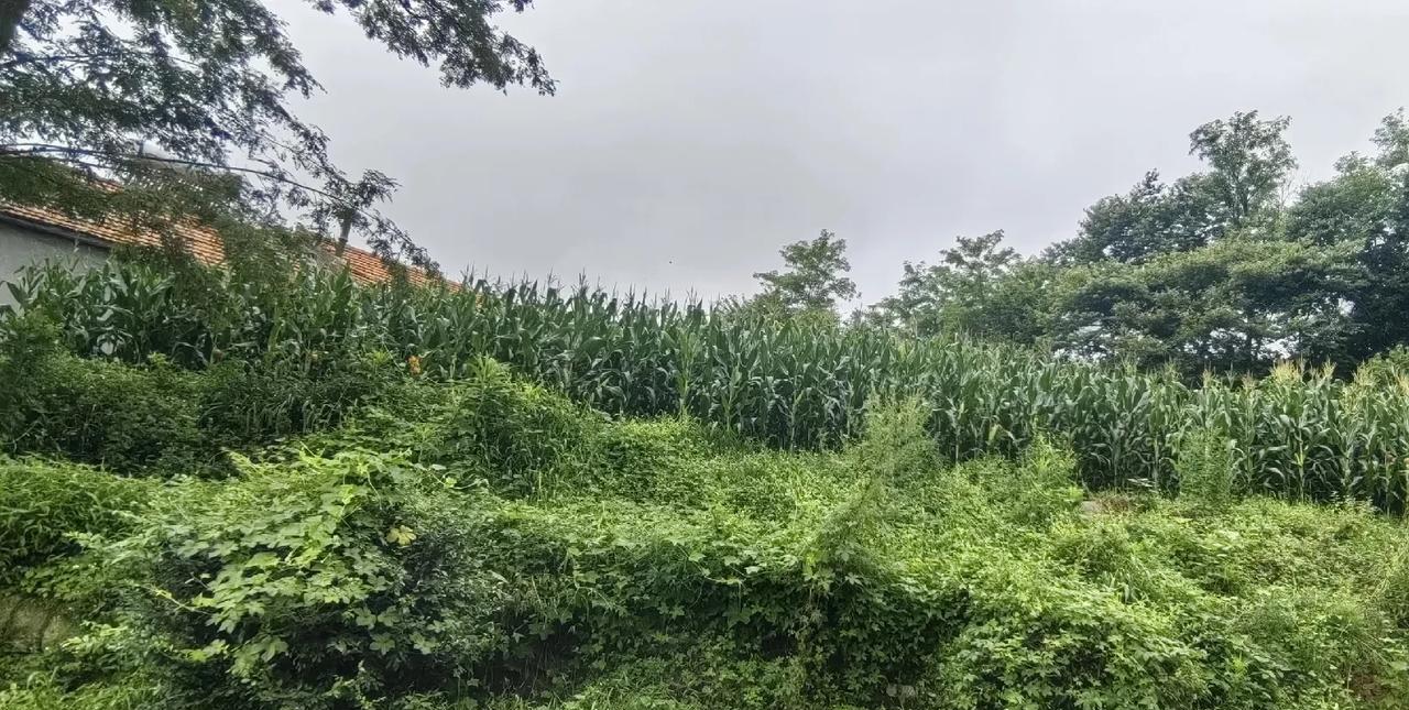 直播苞米地
        清晨的丹东五龙背漫山遍野的苞米地，空气中弥漫着苞米的
