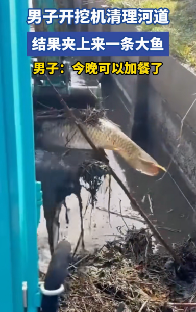 万万没想到！广东，男子开挖掘机清理河道，正捞泥呢，结果捞着捞着，突然挖起来一条蹦