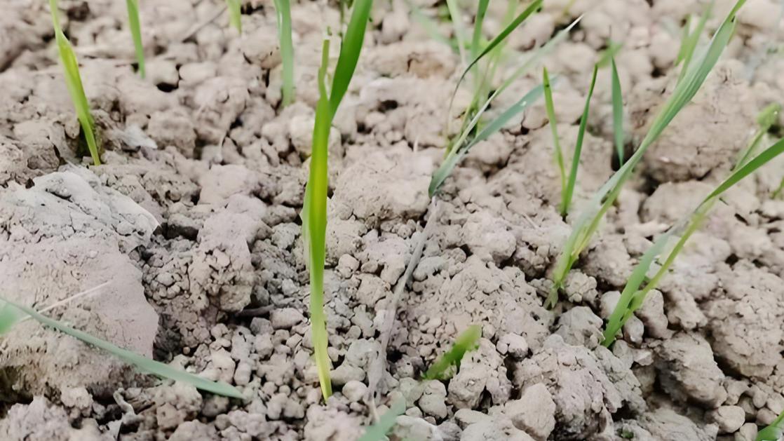 今年晚播的小麦，刚出苗就发黄了，可以打叶面肥吗？