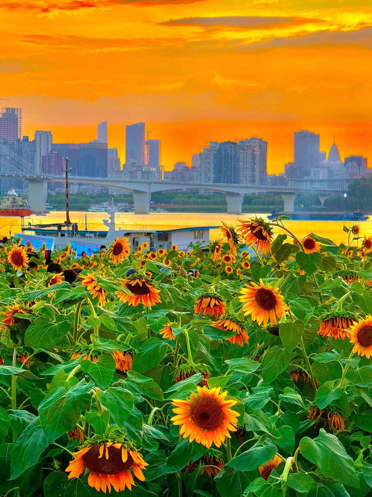 武昌江滩向日葵。不用走出市区，不用专门去乡下，就在长江边上，就能看到一大片的向日