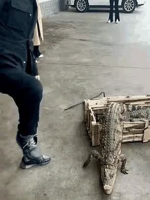 男子宰杀鳄鱼竟然发生这么诡异的一幕，有人说，这是天意，鳄鱼命不该绝，建议放生
