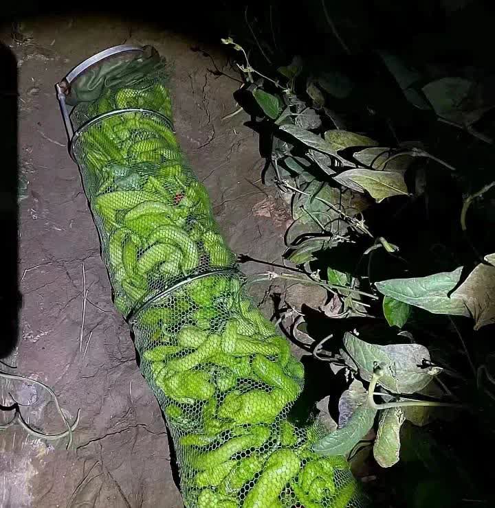 钓鱼怎么可能空军呢