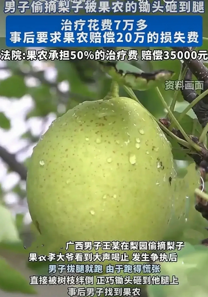 广西，男子在果园偷梨，被主人发现后拔腿就跑，主人从后面追。结果男子逃跑过程中被树