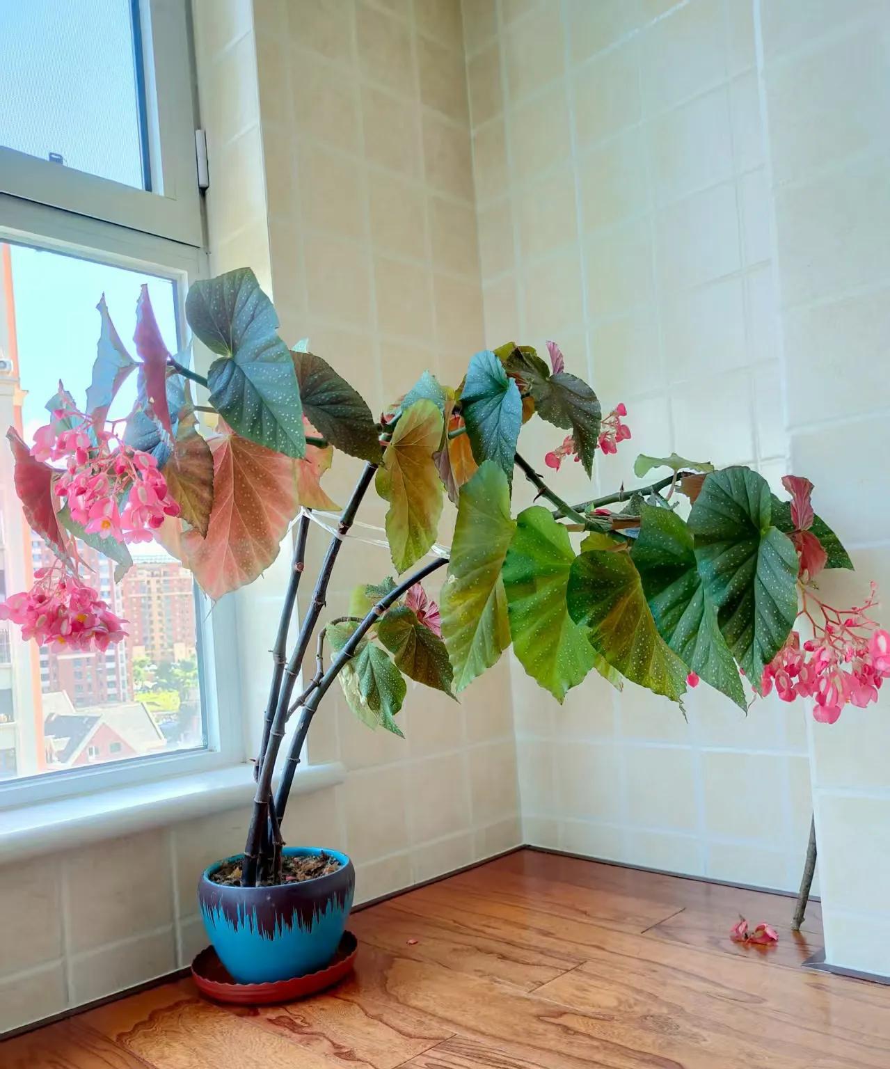 #生活中您喜欢拍摄花的照片吗#
银星海棠