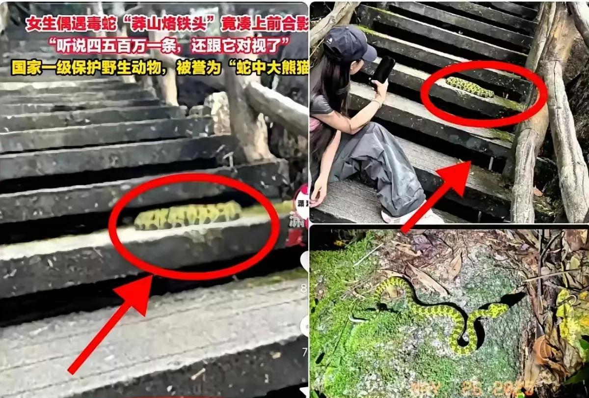 不作死就不会死！
湖南女子莽山爬山时误把野生毒蛇“莽山烙铁头”当成价值500万的