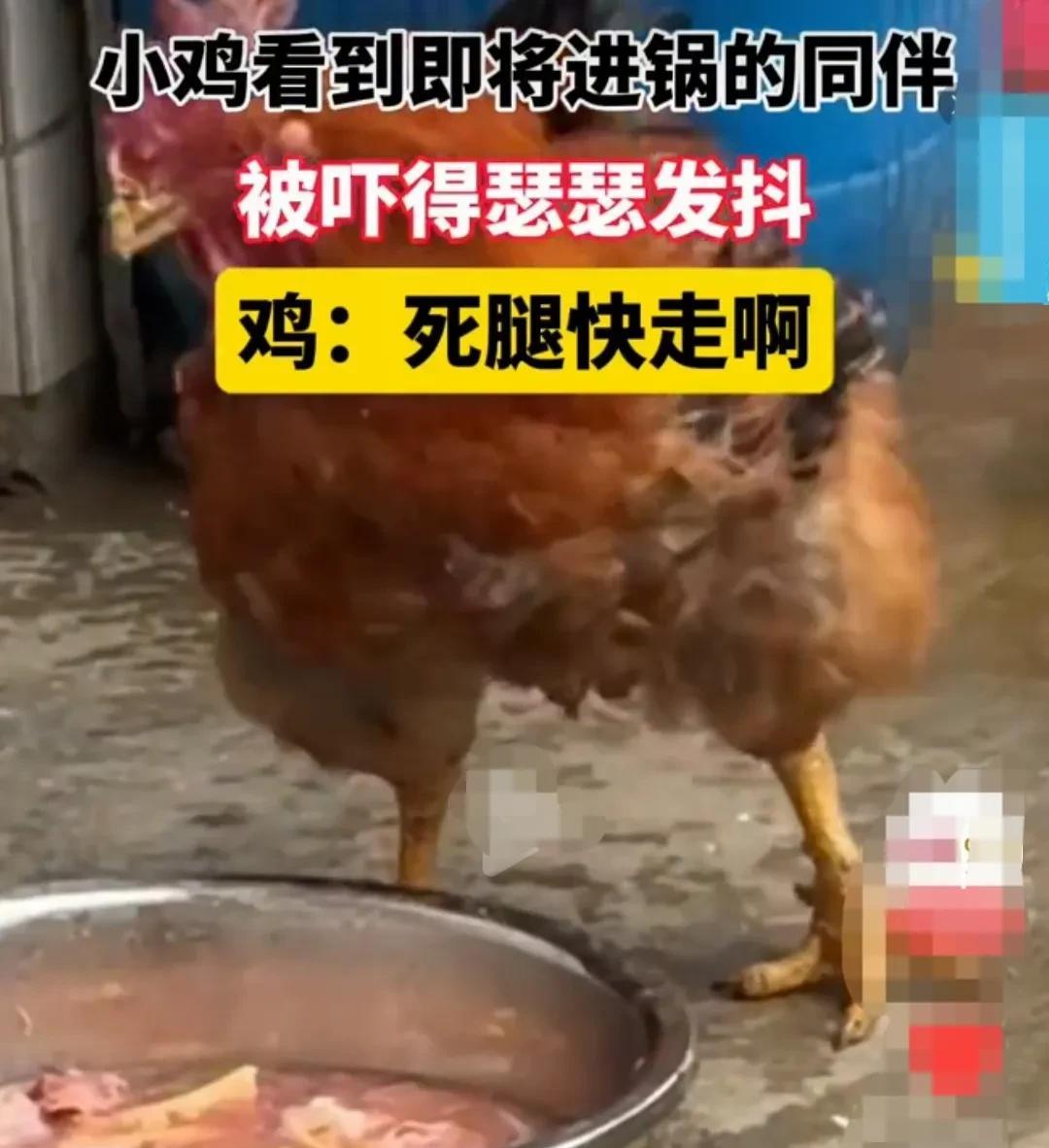 贵州，一只公鸡看到，从小和它关一个笼子里长大的同伴，被主人杀了，鸡肉和骨头都装在
