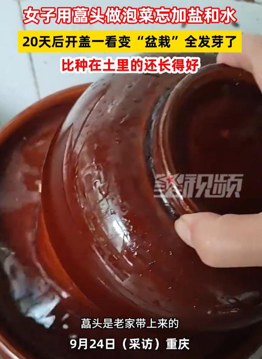 笑不活了！重庆，一女子用藠头做泡菜，好不容易等到20天准备吃一下，不料，打开盖一