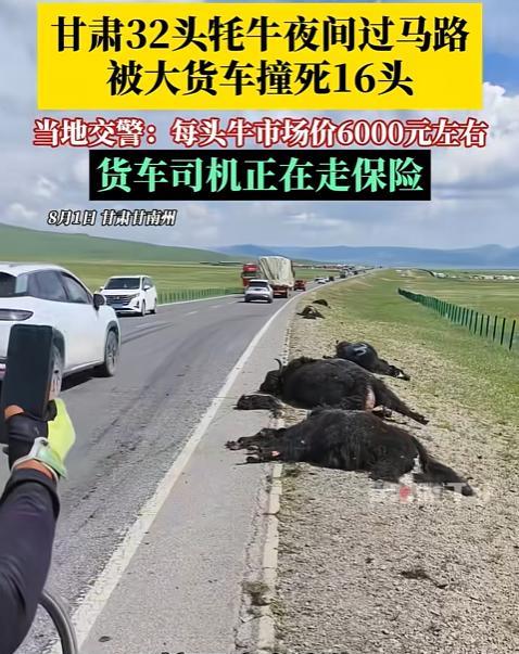 “太悲催了！”甘肃，男子凌晨开货车上路，突然前方出现一群黑影，他来不及刹车，一头