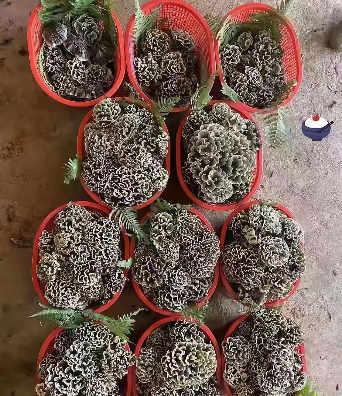 云南朋友寄的“神秘果”把全村整懵了！

不像水果又不像菜，这到底是啥？