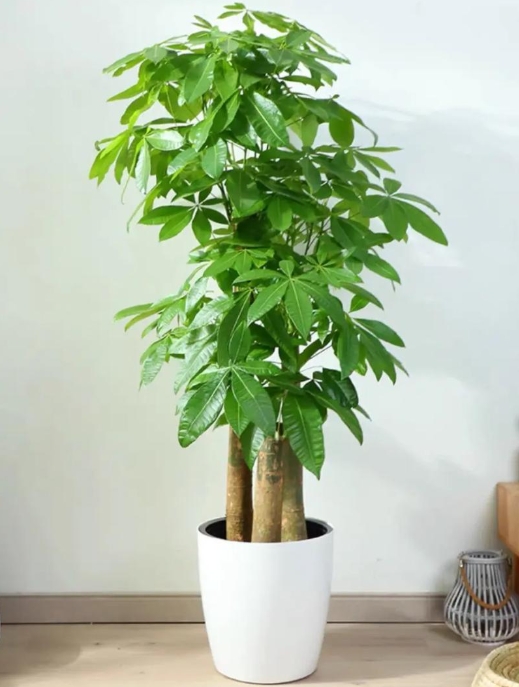 🌿发财树养死3次后总结！保姆级攻略让它狂长新叶爆盆