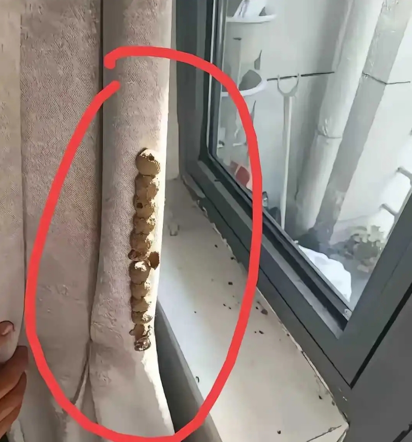 老家床帘上发现的，是什么东西？