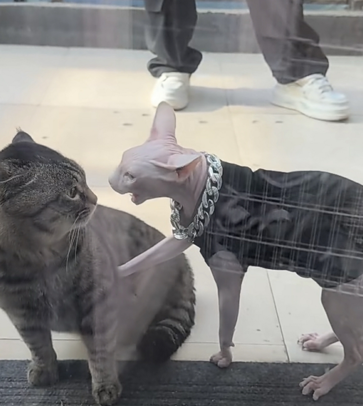 把狸花猫吓着了