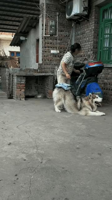 这条狗狗好懂哦，会察颜观色，主人肯定非常喜欢它。