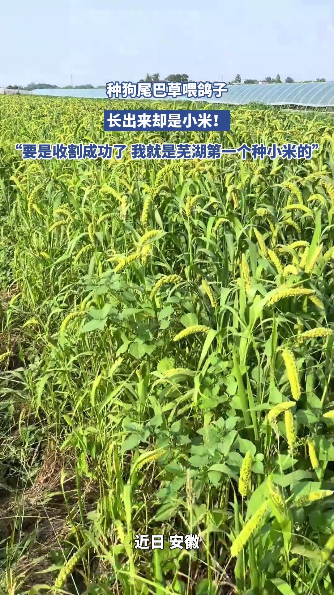 种狗尾巴草喂鸽子，长出来却是小米！“要是收割成功了 我就是芜湖第一个种小米的”