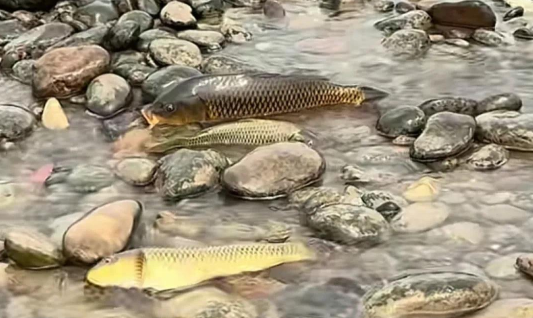 生死救援！长江大量鲤鱼产卵后搁浅，四川小伙紧急修“鱼道”救鱼
