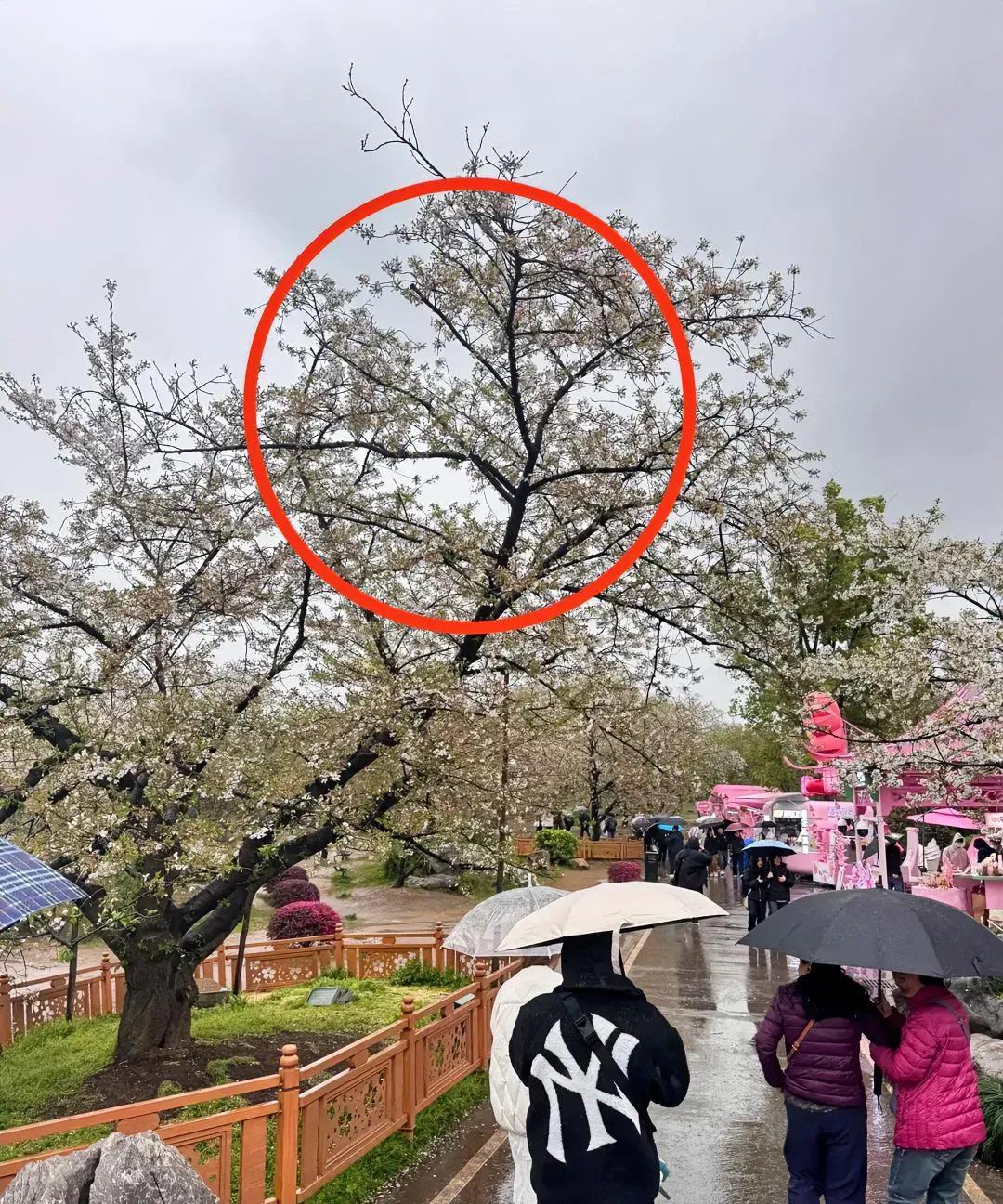 雷军回武汉最开心的是武汉大学
但是最崩溃的你知道是谁吗？
你绝对想不到，本来这次
