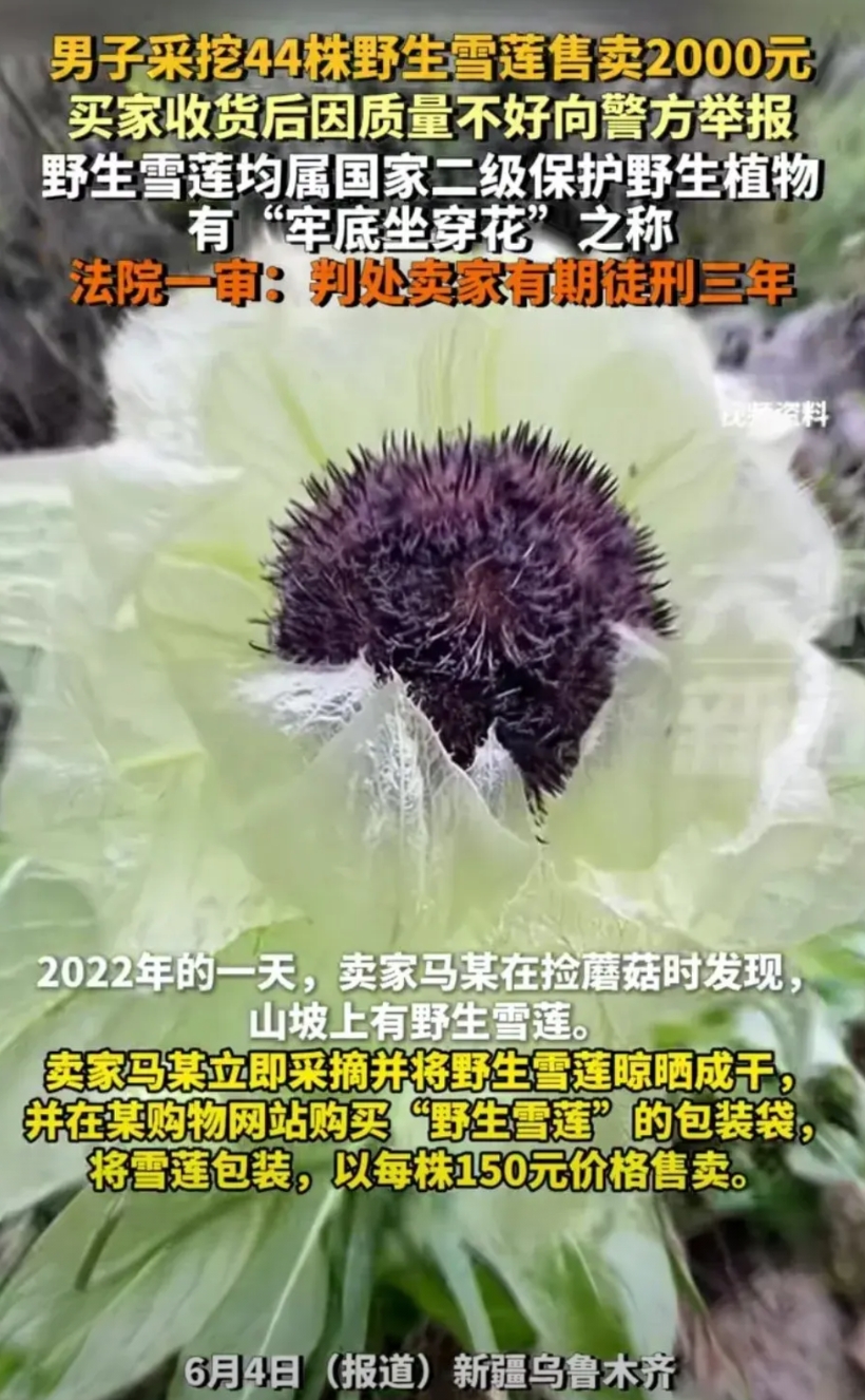 新疆乌鲁木齐，男子上山捡蘑菇时，遇到一大片雪莲，明知雪莲是国家二级保护植物，男子