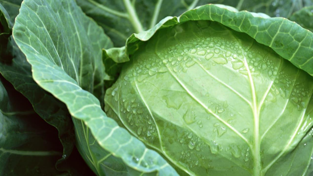 30天甘蔗糖分足，病虫害控，台湾南部，甘蔗甜蜜产业